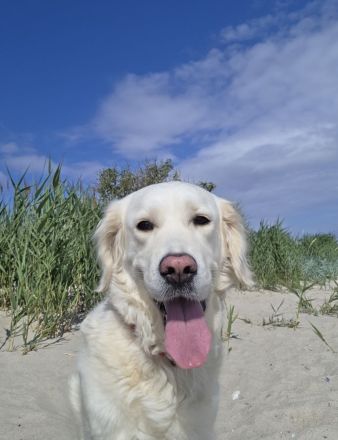 Goldene Retriever Welpen