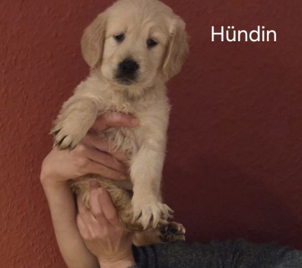 Goldene Retriever Welpen