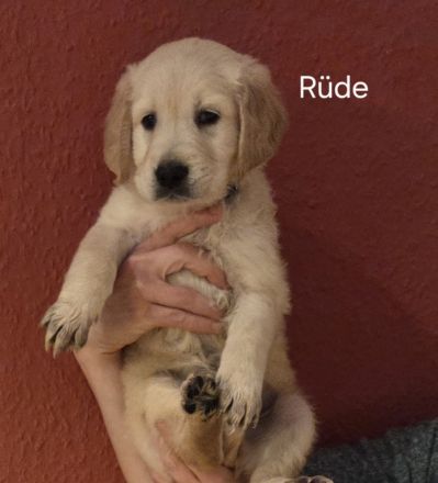 Goldene Retriever Welpen