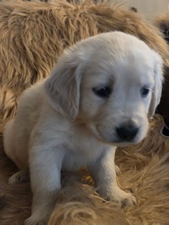 Goldene Retriever Welpen