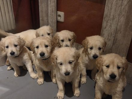 Goldene Retriever Welpen
