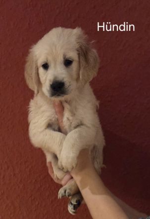 Goldene Retriever Welpen
