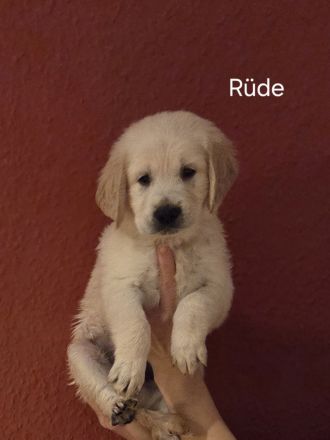 Goldene Retriever Welpen