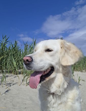 Goldene Retriever Welpen