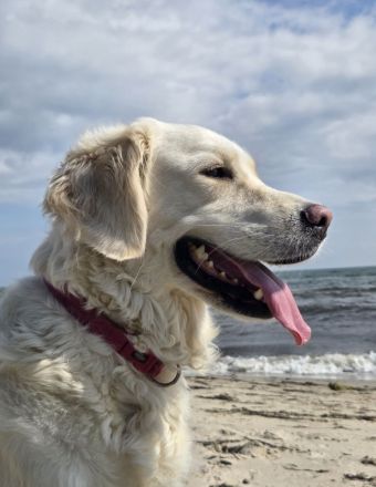 Goldene Retriever Welpen