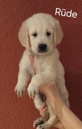 Goldene Retriever Welpen