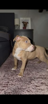 American Bully Xl