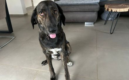 Zuhause gesucht für Neela
