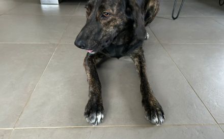Zuhause gesucht für Neela