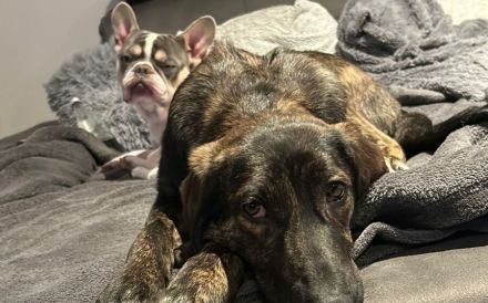 Zuhause gesucht für Neela