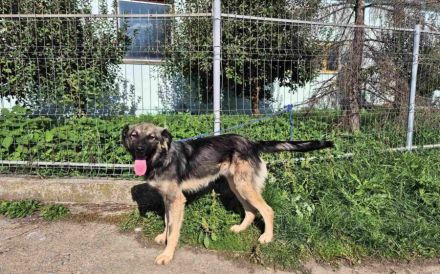 Murfee wartet auf sein Glück: Ein freundlicher Hund mit großem Herz