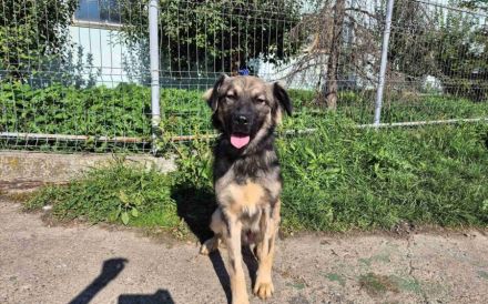 Murfee wartet auf sein Glück: Ein freundlicher Hund mit großem Herz