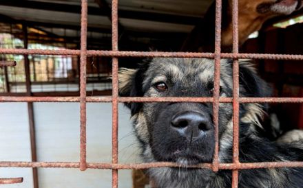 Murfee wartet auf sein Glück: Ein freundlicher Hund mit großem Herz