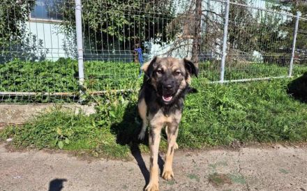 Murfee wartet auf sein Glück: Ein freundlicher Hund mit großem Herz