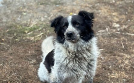 Freundliche Enka sucht ihr Zuhause