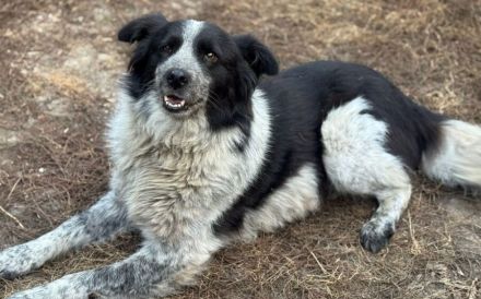 Freundliche Enka sucht ihr Zuhause