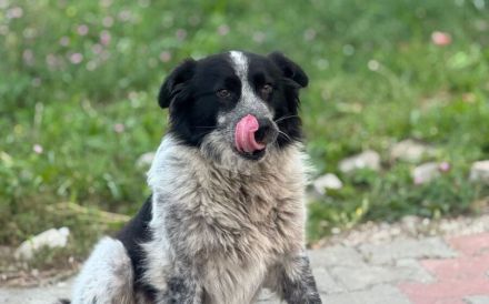 Freundliche Enka sucht ihr Zuhause