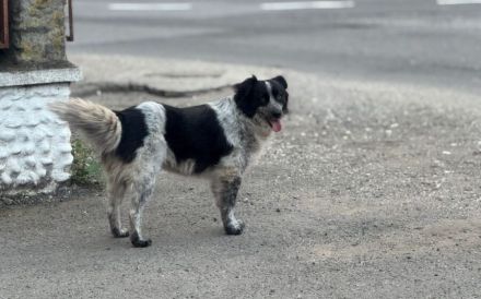 Freundliche Enka sucht ihr Zuhause