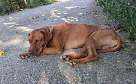 Stattlich schöner Paolo sucht Zuhause