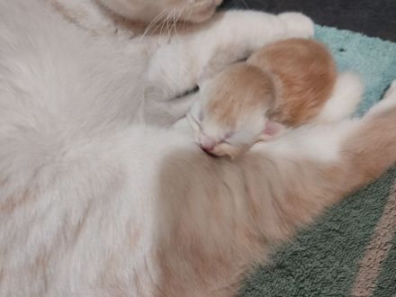 BKH Kitten mit Mama und viel Zubehör
