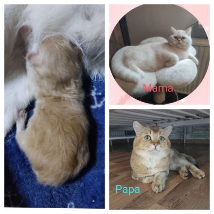 BKH Kitten mit Mama und viel Zubehör