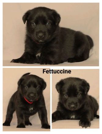 Schäferhund Welpen vom Urtyp