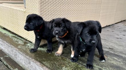 Schäferhund Welpen vom Urtyp