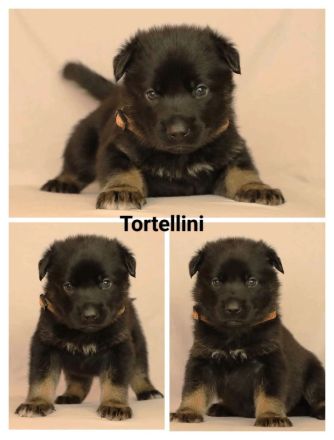 Schäferhund Welpen vom Urtyp