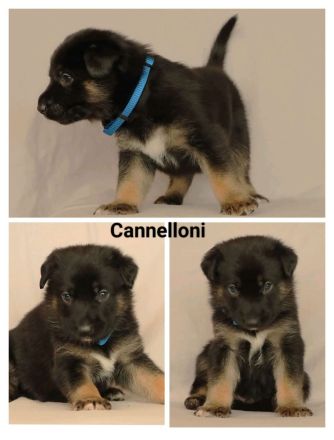 Schäferhund Welpen vom Urtyp