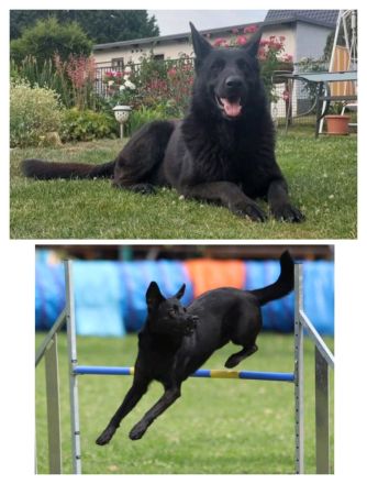 Schäferhund Welpen vom Urtyp