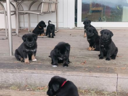 Schäferhund Welpen vom Urtyp