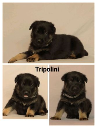 Schäferhund Welpen vom Urtyp