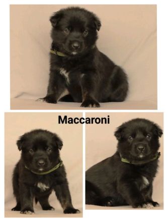 Schäferhund Welpen vom Urtyp