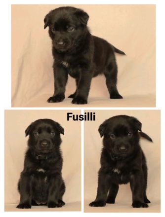 Schäferhund Welpen vom Urtyp