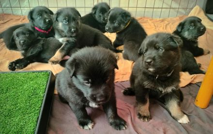 Schäferhund Welpen vom Urtyp