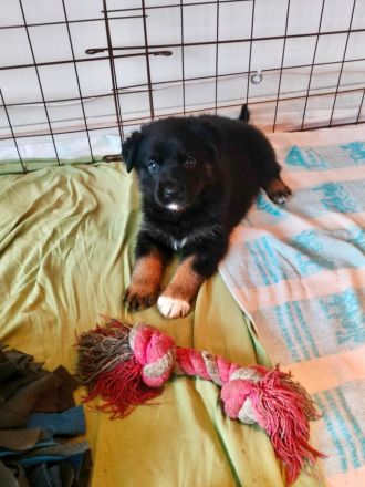 Schäferhund Welpen vom Urtyp