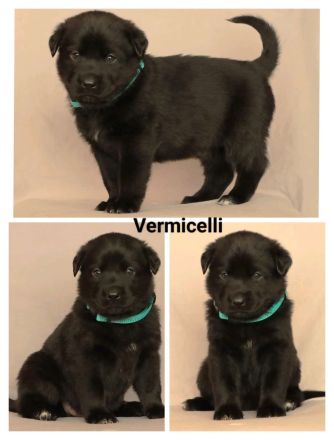 Schäferhund Welpen vom Urtyp