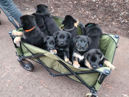 Schäferhund Welpen vom Urtyp