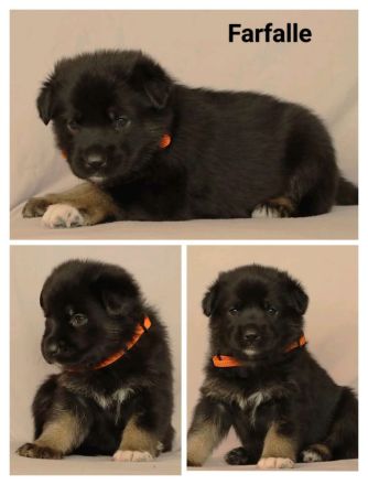 Schäferhund Welpen vom Urtyp