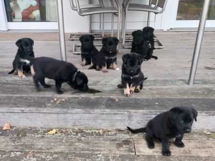 Schäferhund Welpen vom Urtyp