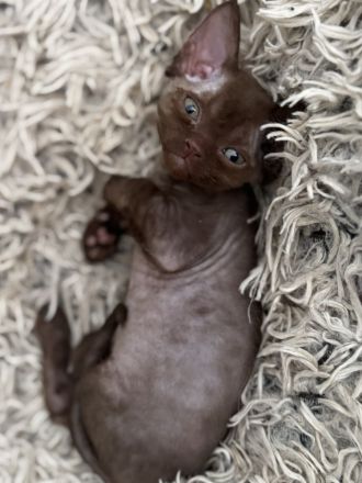 Devon Rex Kitten suchen zu Hause