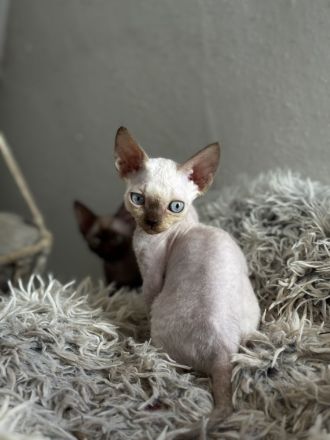 Devon Rex Kitten suchen zu Hause