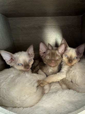 Devon Rex Kitten suchen zu Hause