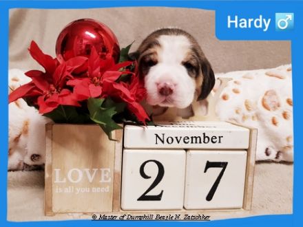 Beaglewelpen, Rr., tri.;