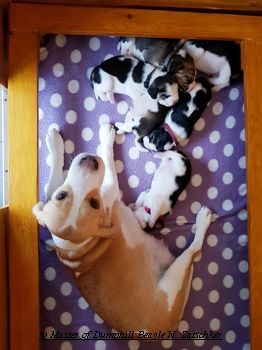 Beaglewelpen, Rr., tri.;