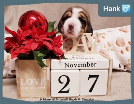 Beaglewelpen, Rr., tri.;