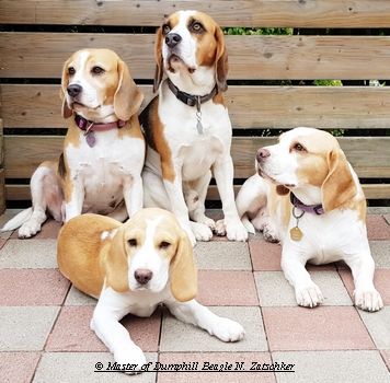 Beaglewelpen, Rr., tri.;