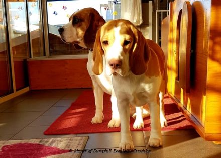 Beaglewelpen, Rr., tri.;