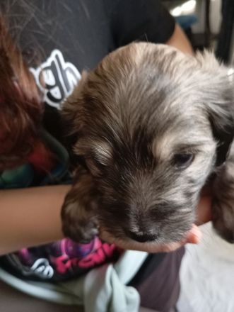 Malteser Mix Havaneser