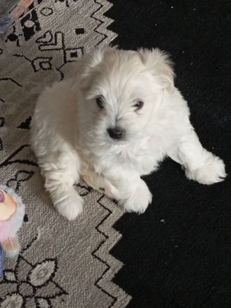 Malteser Mix Havaneser